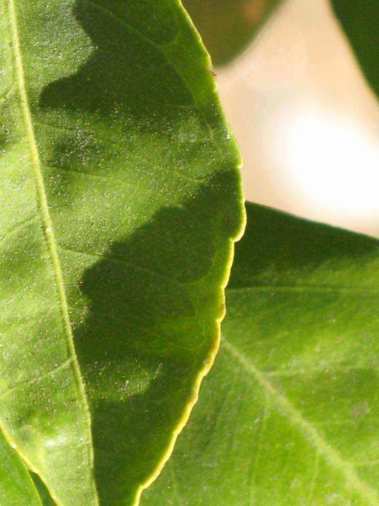              Margin (Riverside, CA)       